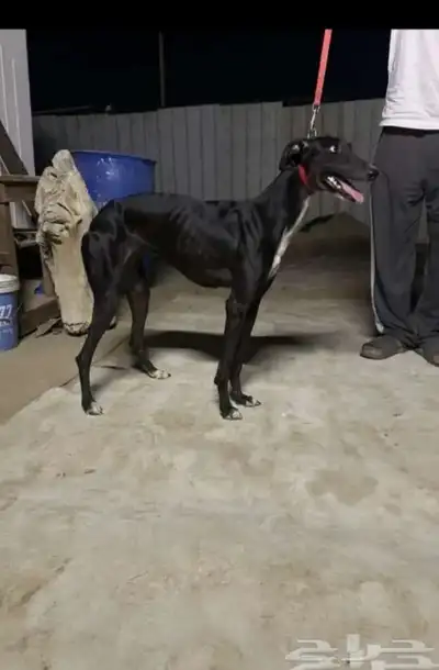 مطلوب سلوقي في القصيم 0