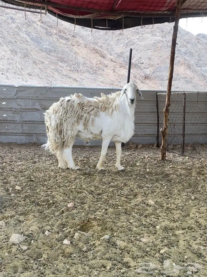 طلي صنف الصنف سنه بداية سديد مشروط وحار ومنتج انتاج قوي 0