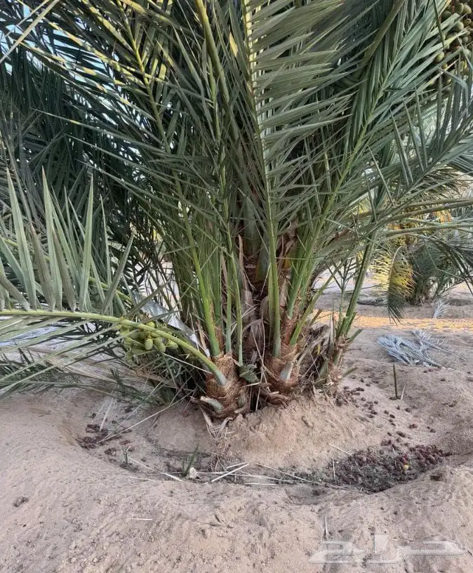 توريد جميع انواع انخيل 7