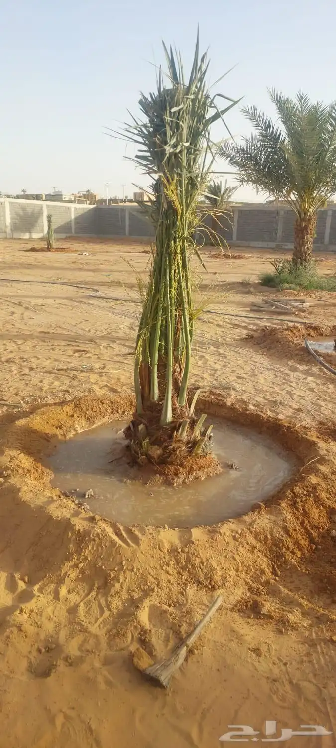 نخل للبيع 6