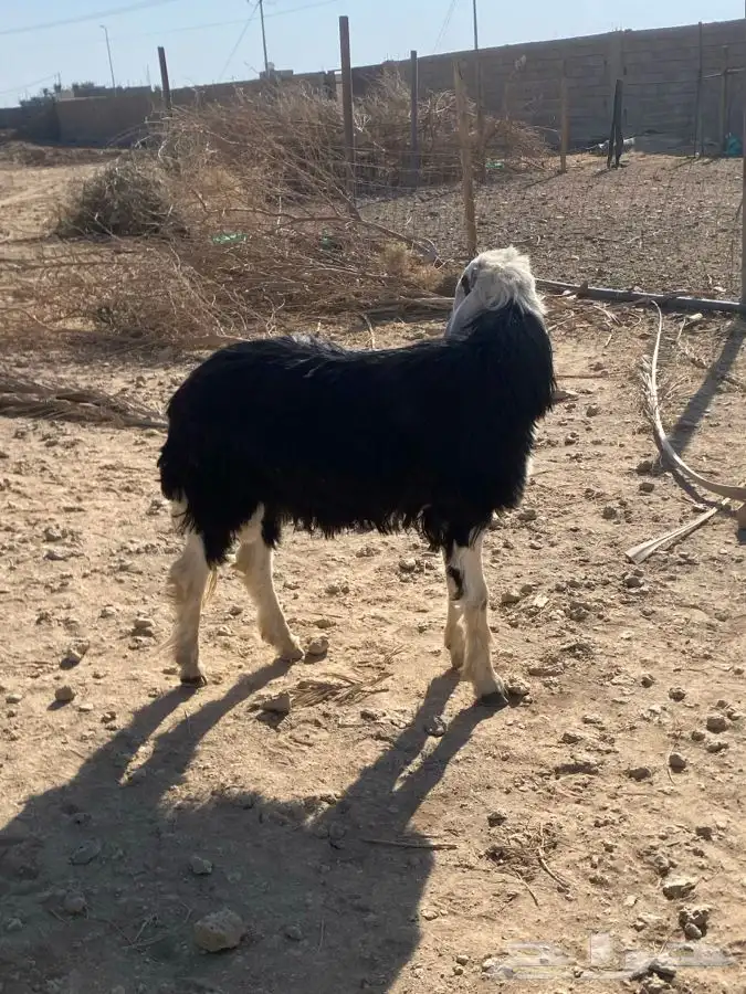 خروف نجدي فحل مشروط النسف   تم البيع   تم البيع 3