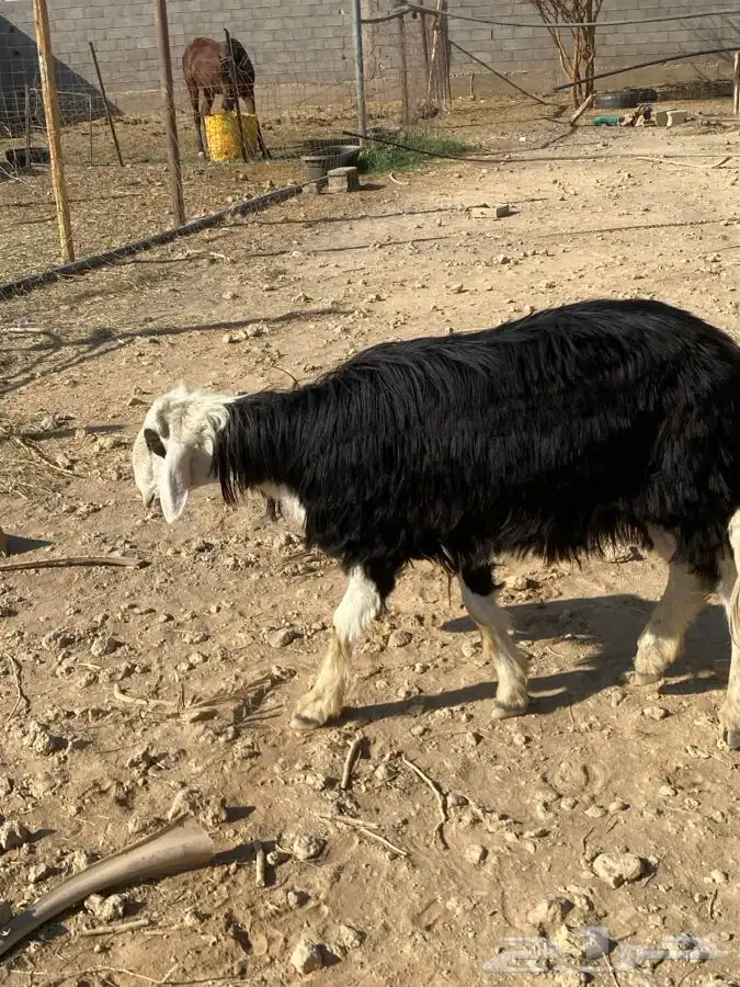 خروف نجدي فحل مشروط النسف   تم البيع   تم البيع 5
