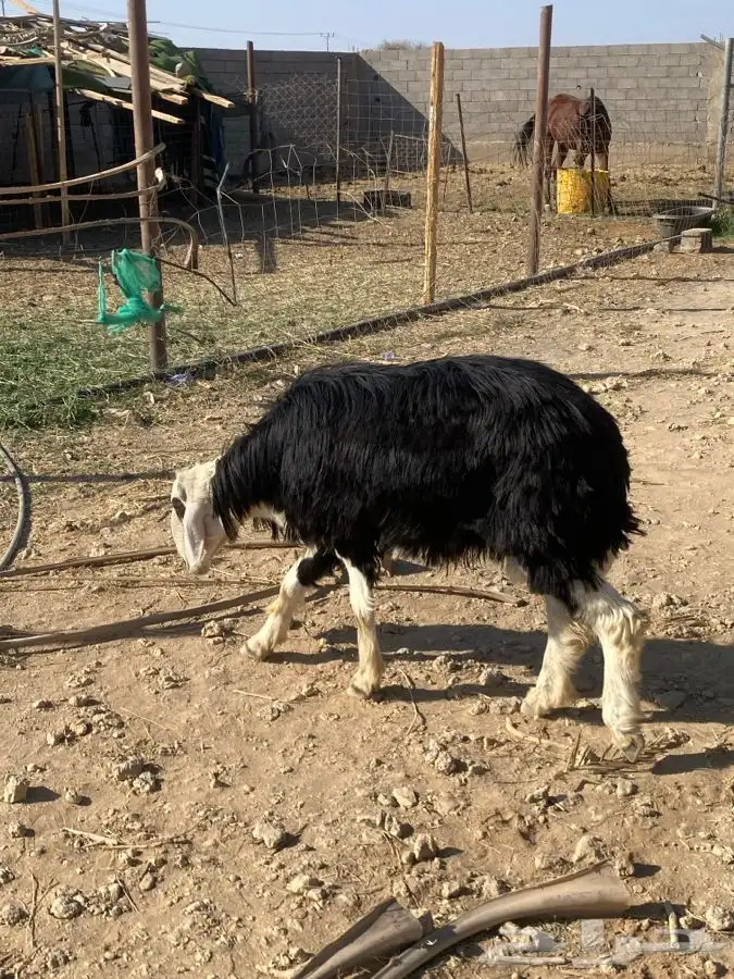 خروف نجدي فحل مشروط النسف   تم البيع   تم البيع 1