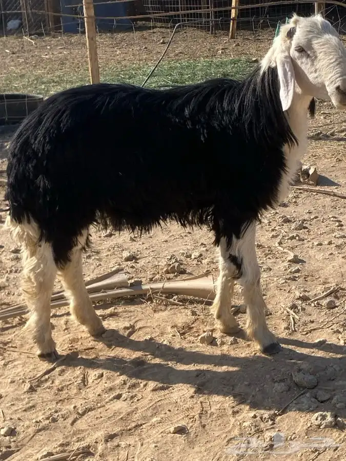 خروف نجدي فحل مشروط النسف   تم البيع   تم البيع 2
