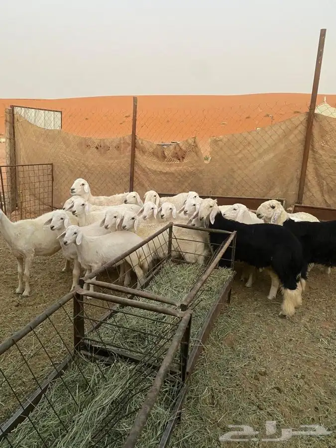 بهم حري فيه 2 نجد العدد 15 نضيف طيب عماره من الربعه وفوق 0