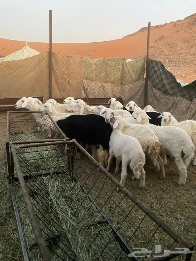 بهم حري فيه 2 نجد العدد 15 نضيف طيب عماره من الربعه وفوق 1