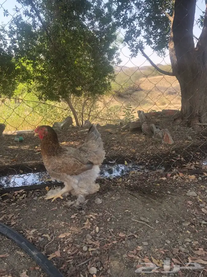 دجاج براهما للبيع الموقع سبت الجارة 4