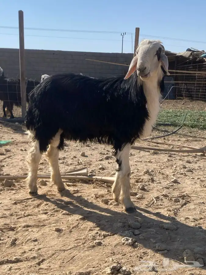 خروف نجدي فحل مشروط النسف   تم البيع   تم البيع 0