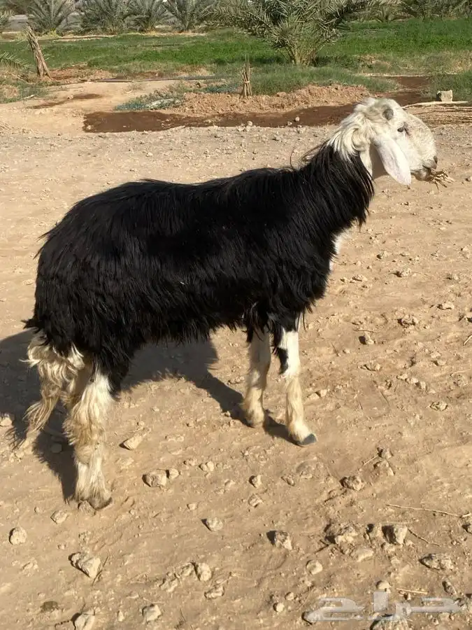 خروف نجدي فحل مشروط النسف   تم البيع   تم البيع 4