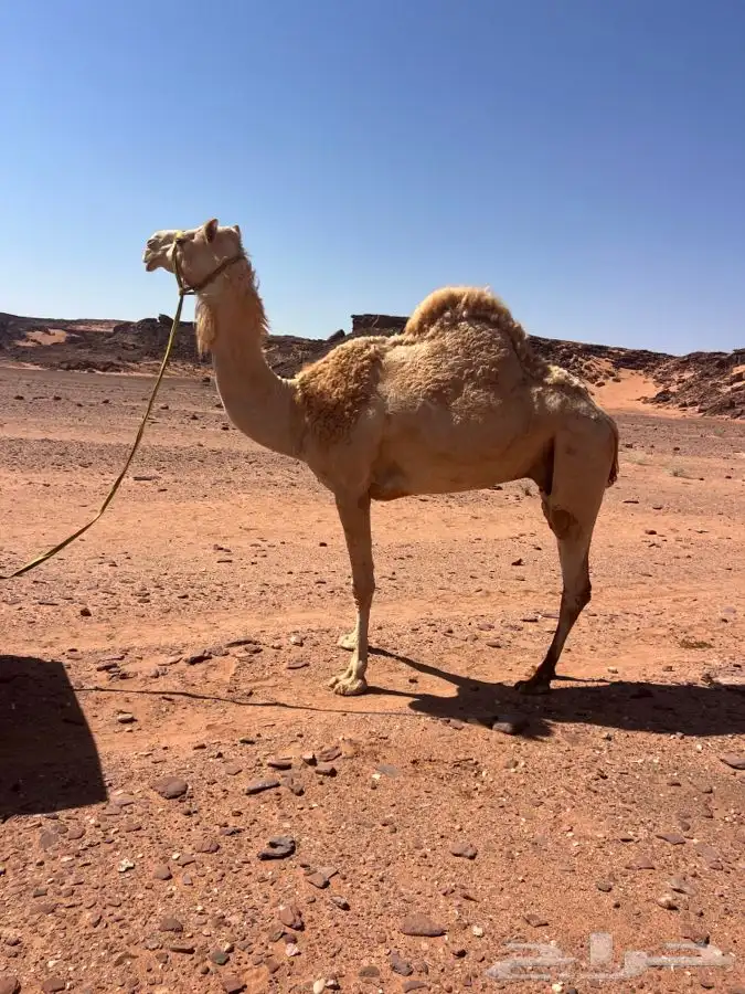 تم بيع الذلول الله يبارك الشاري 0