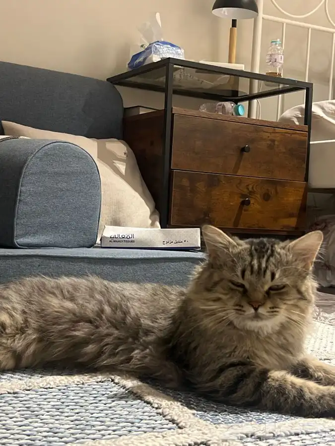 قطوه للتبني 2