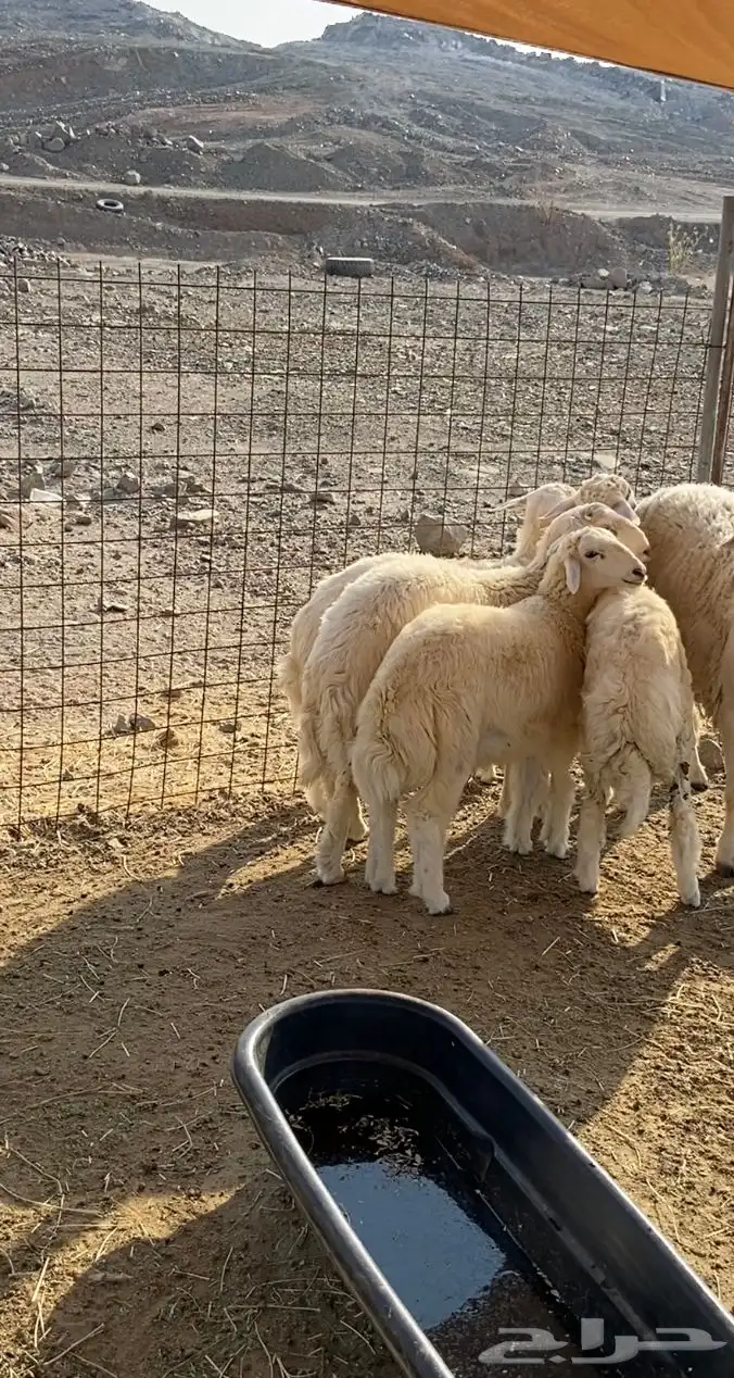 طليان ذبايح للبيع 3