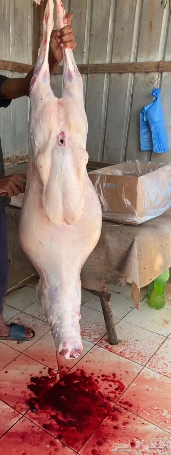 ذبايح طليان حرية 3