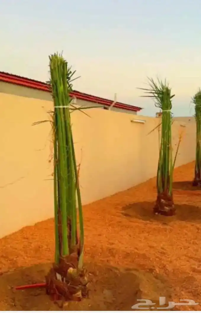 ابو علي لتوريد انخيل 4