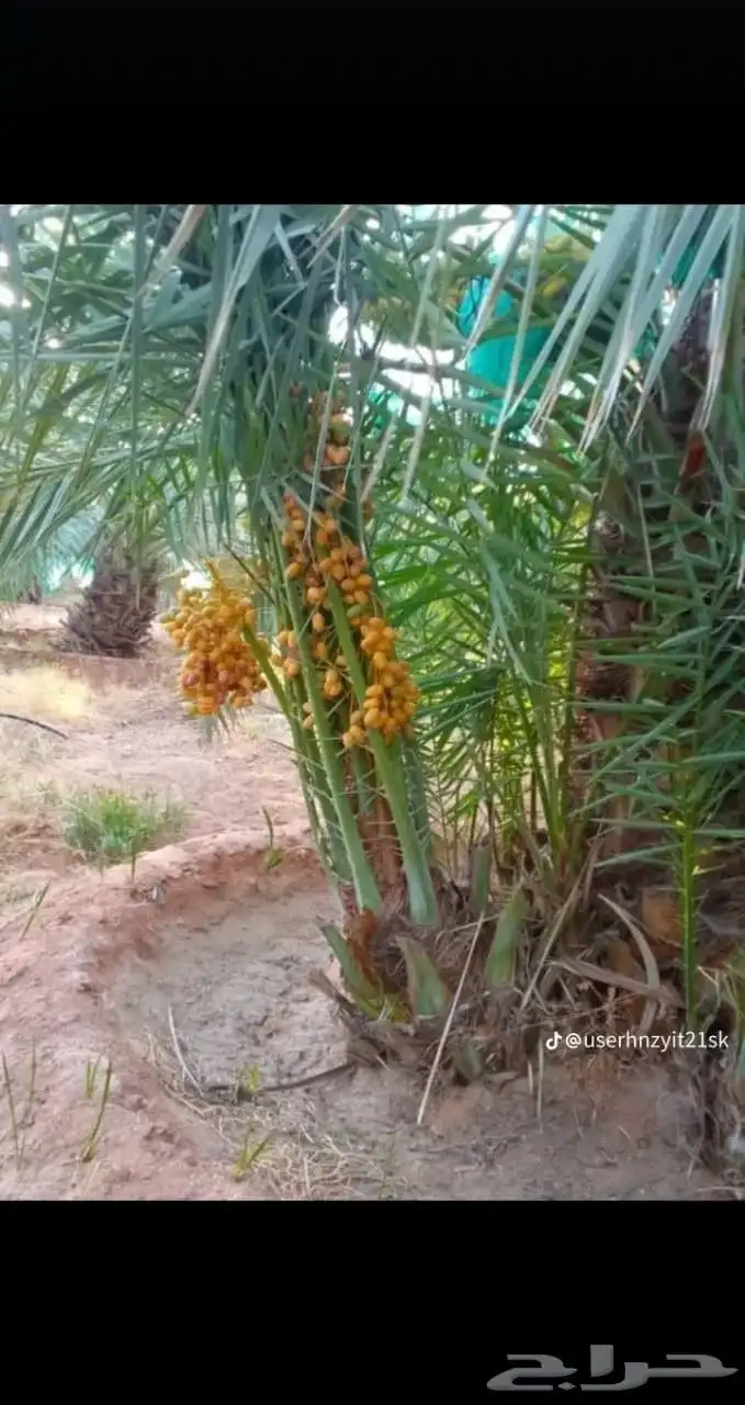 يوجد لدينا جميع انواع النخيل مثمره وجميع المقاسات مختلفه 6