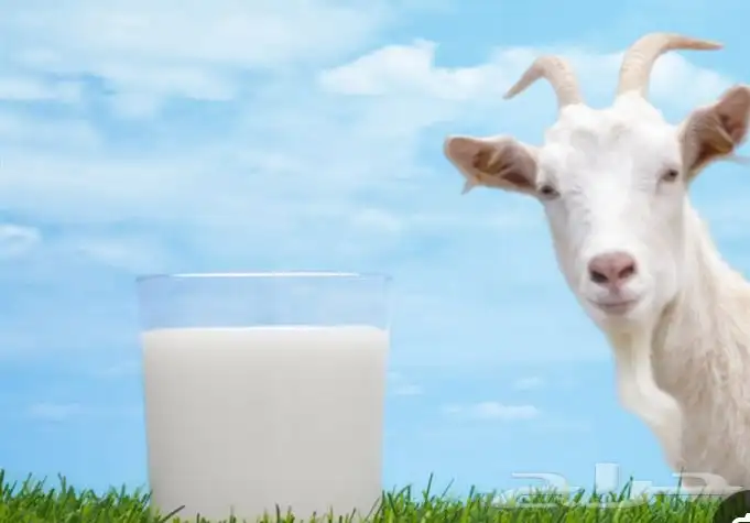 حليب و لبن ماعز 0
