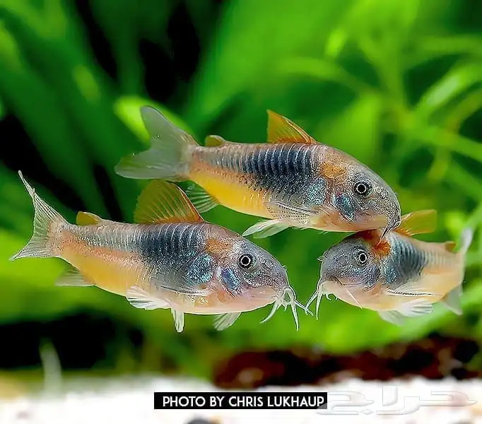 حوض سمك بكل المعدات و سمك 10