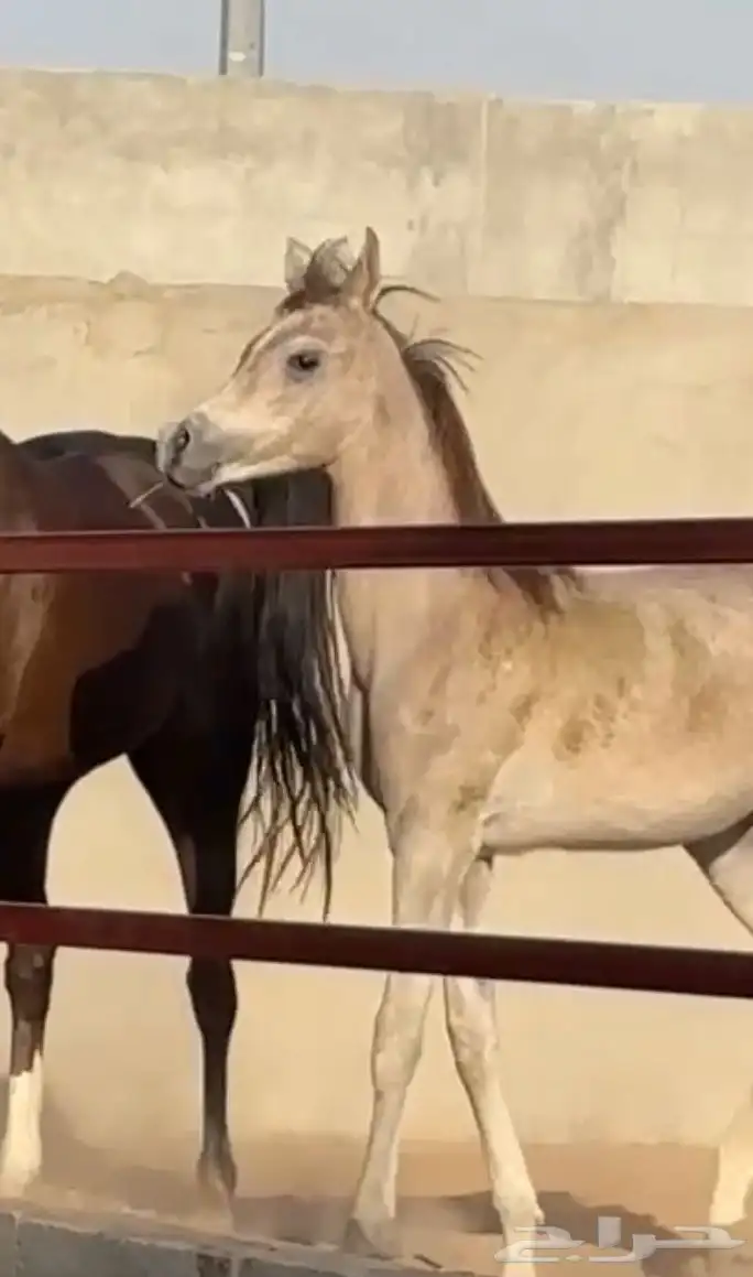 مهر ابيض للبيع 1