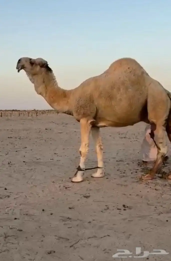 فحل اوضح ككفو وطيب ومنتج للبيع 2