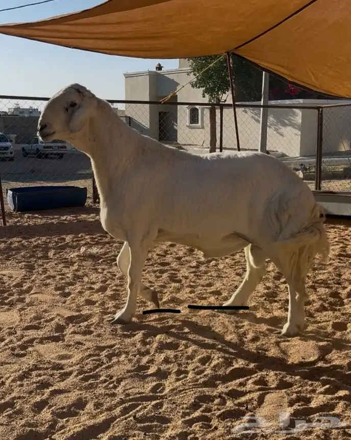 جذع مشروع فحل 0