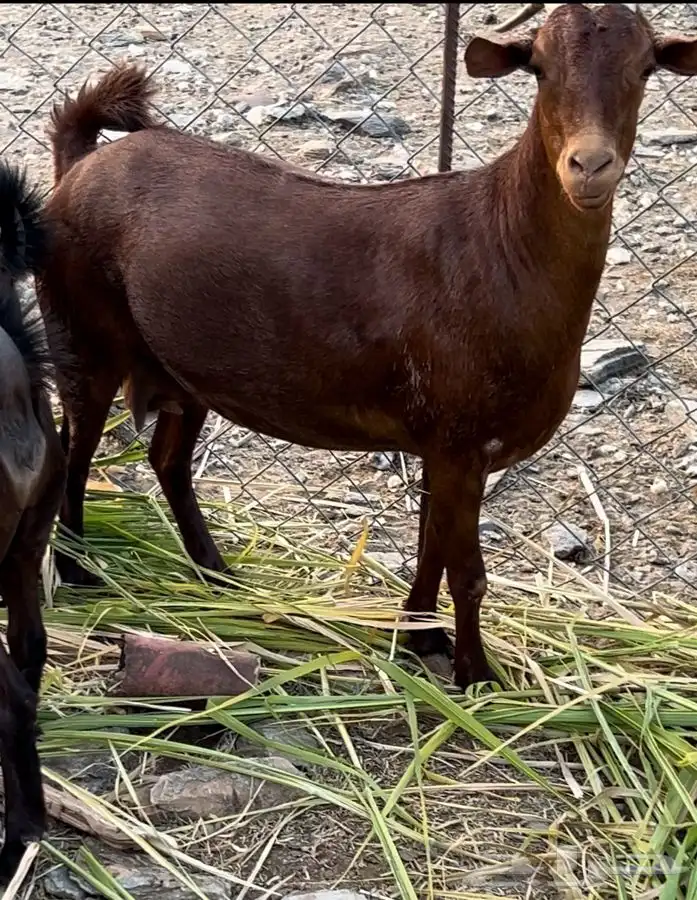 غنم دهم صنف محايليات 0