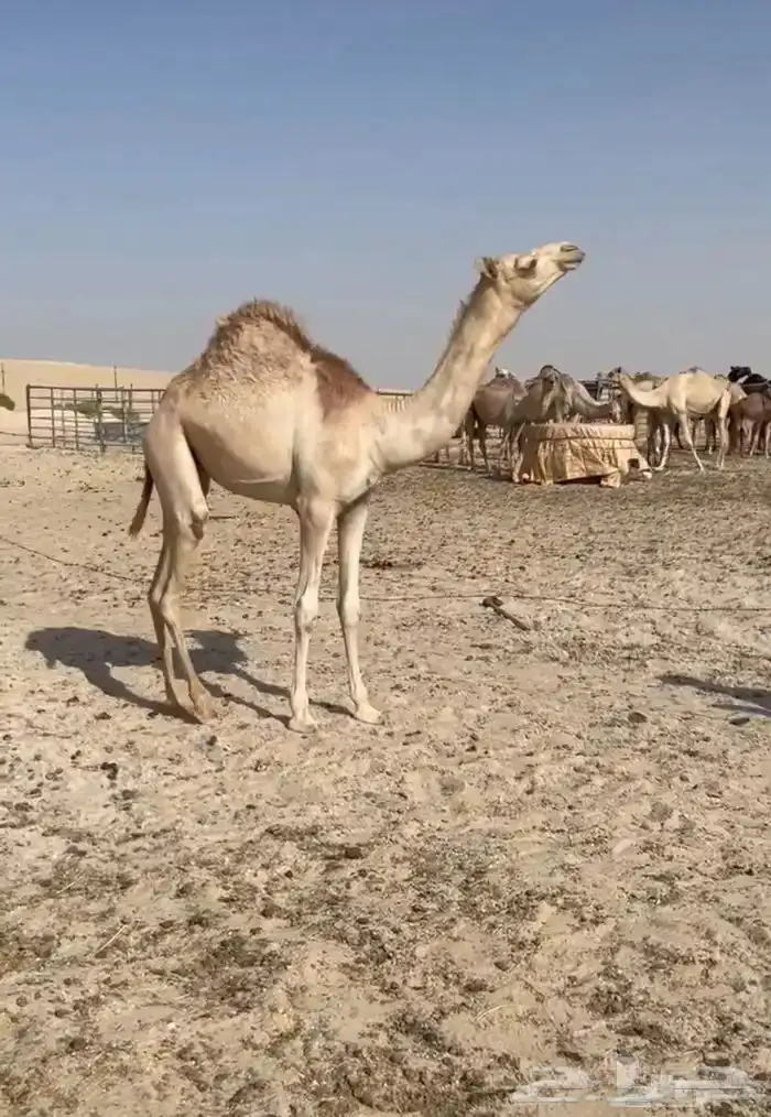 للبيع بكرة فطيم جاهزه للربطة ( هجن ) 0