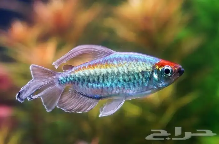 حوض سمك بكل المعدات و سمك 6