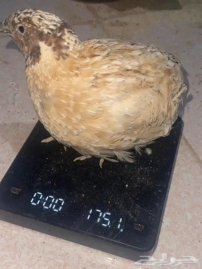 سمان فري كريمي 3