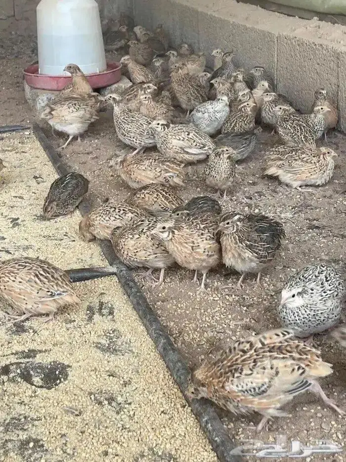 سمان فري كريمي 0