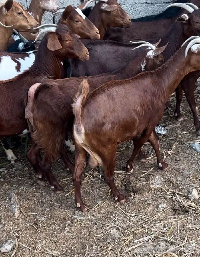 غنم دهم صنف محايليات 1