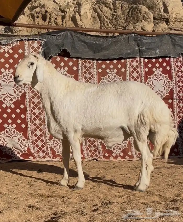 جذع مشروع فحل 2