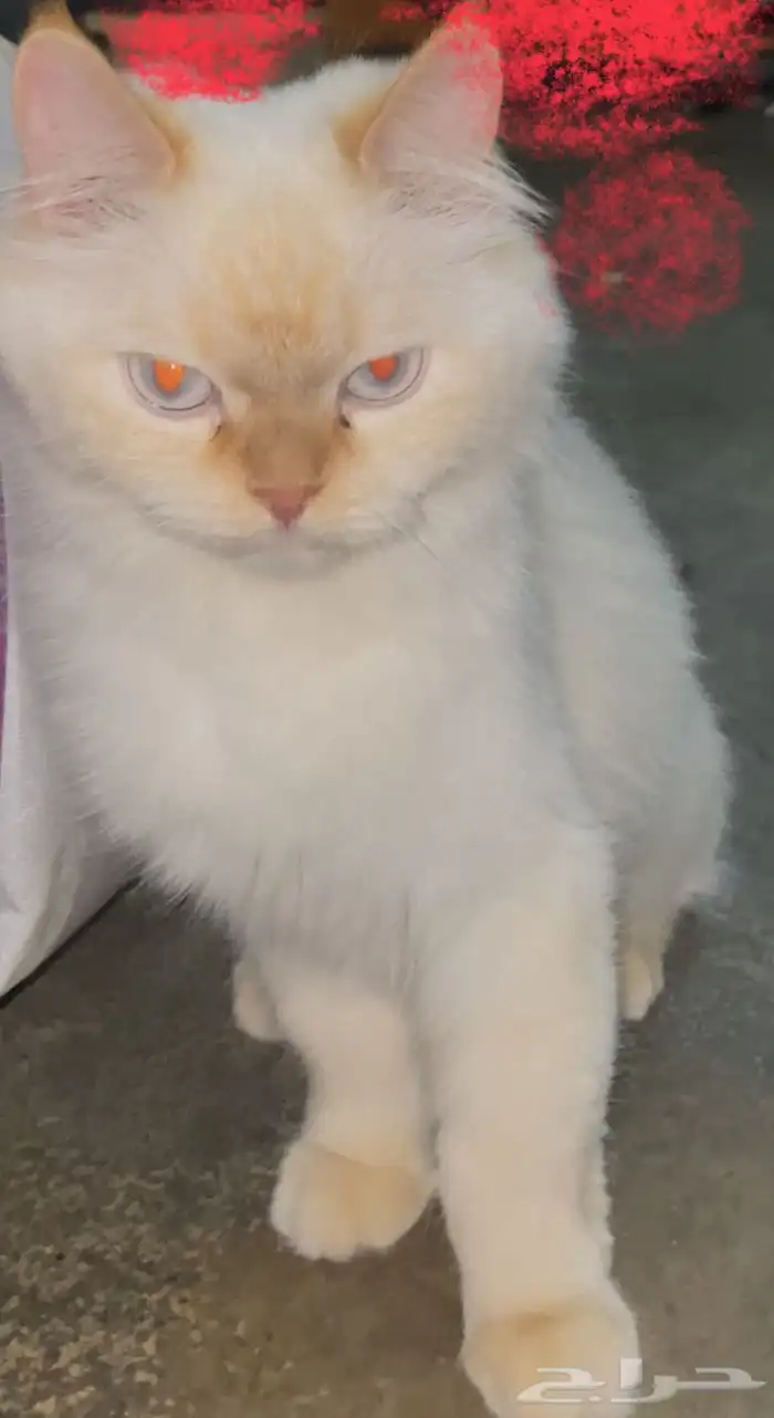 قطه أنثى للتبني السبب(تريد الزواج وأنا ليس لدي ذكر ) 1