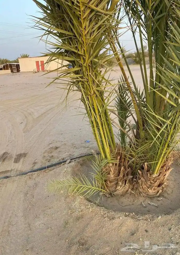 توريد جميع انواع انخيل 6