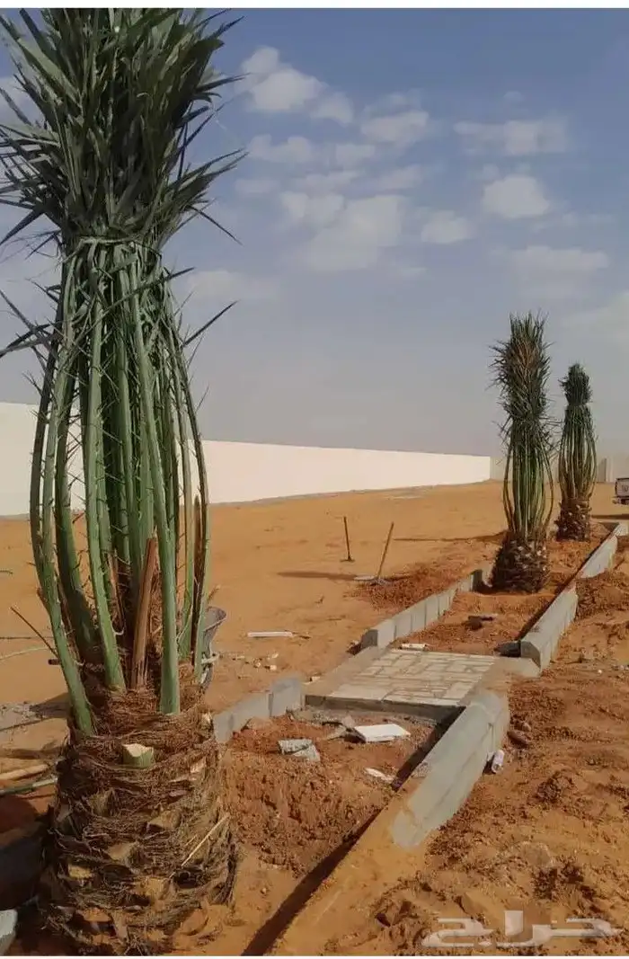 لدينا جميع انواع النخيل العربي والواشنطن 4