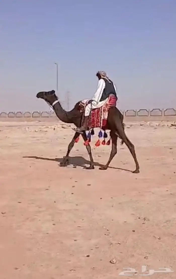 للبيع رحول ابل سنها لقيه 0