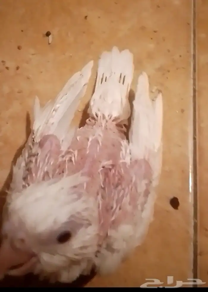 فرخ كروان البينو عيون حمر غر غر غر 1