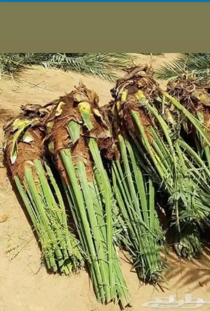 لدينا جميع انواع النخيل العربي والواشنطن 5