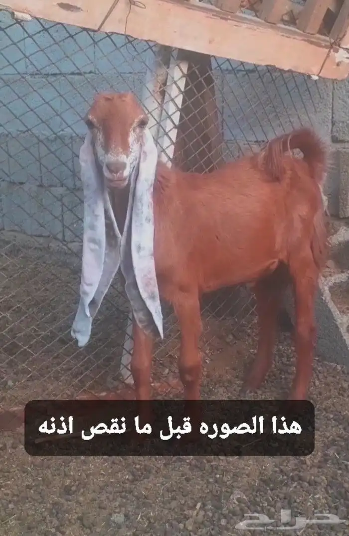 للبيع تيس هولندي 1