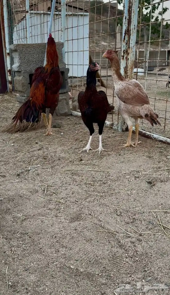 دجاج باكستاني 0