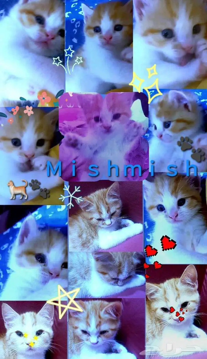 قطه بأسم مشمش للتبني 1