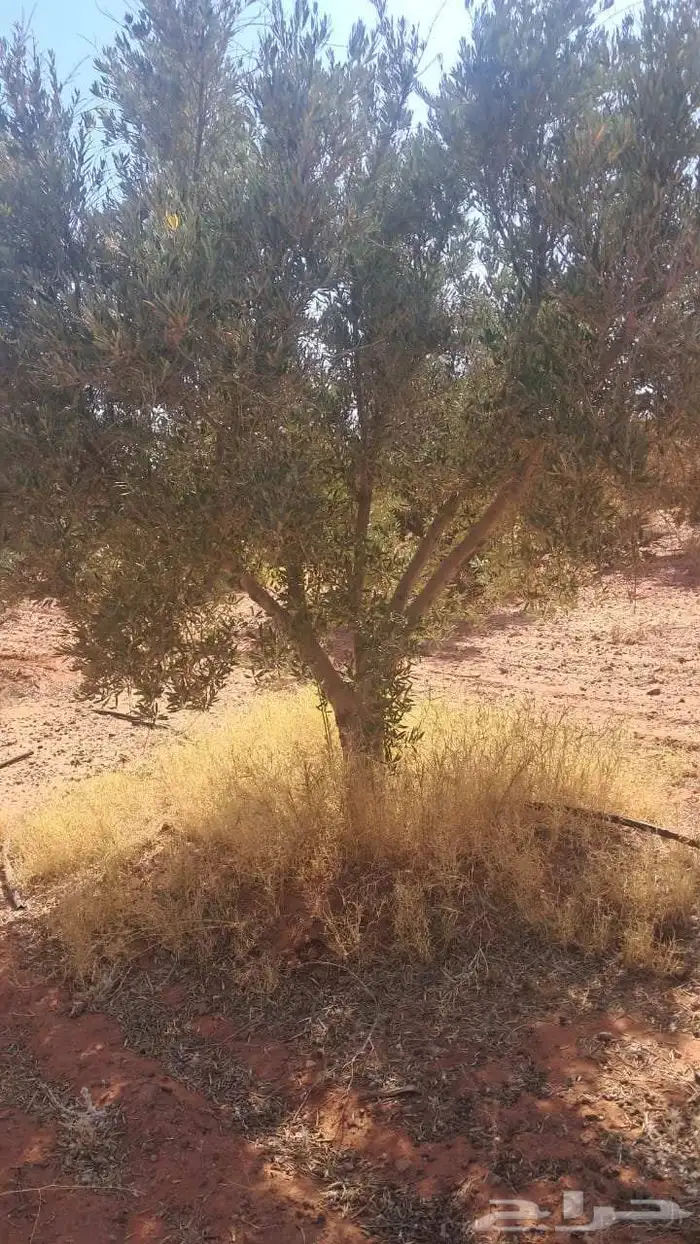 شجر زيتون نيبالي محسن نوصل لجميع انحا المملكه العربيه السعود 3