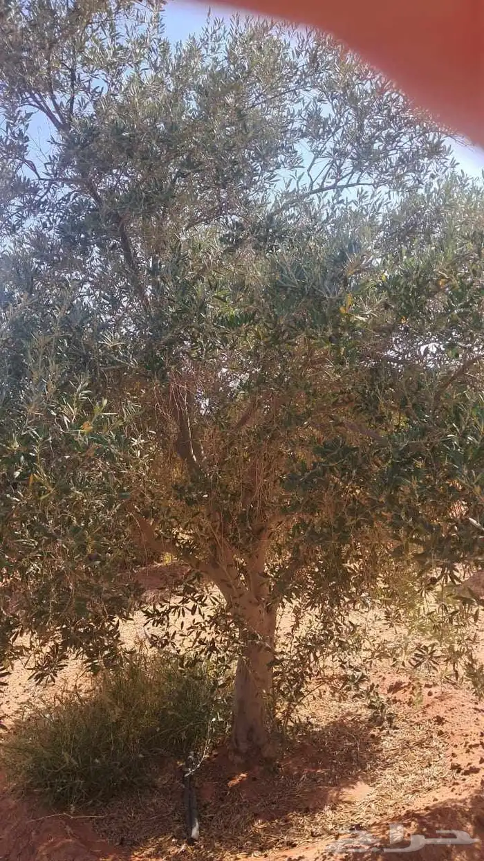 شجر زيتون نيبالي محسن نوصل لجميع انحا المملكه العربيه السعود 2