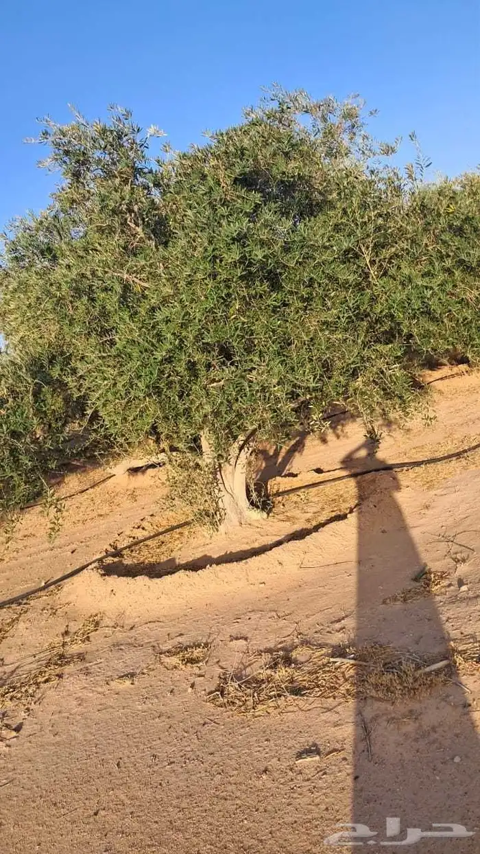 شجر زيتون نيبالي محسن نوصل لجميع انحا المملكه العربيه السعود 0