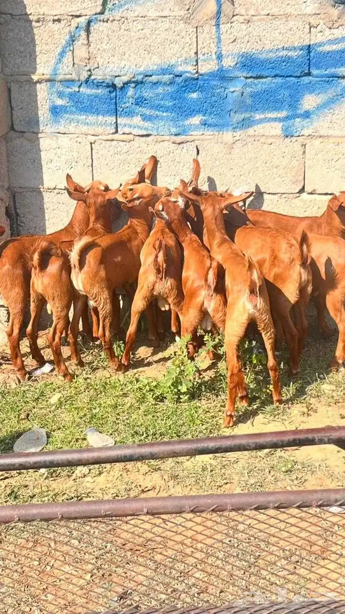 تيوس دهم فيه واحده انثى 0