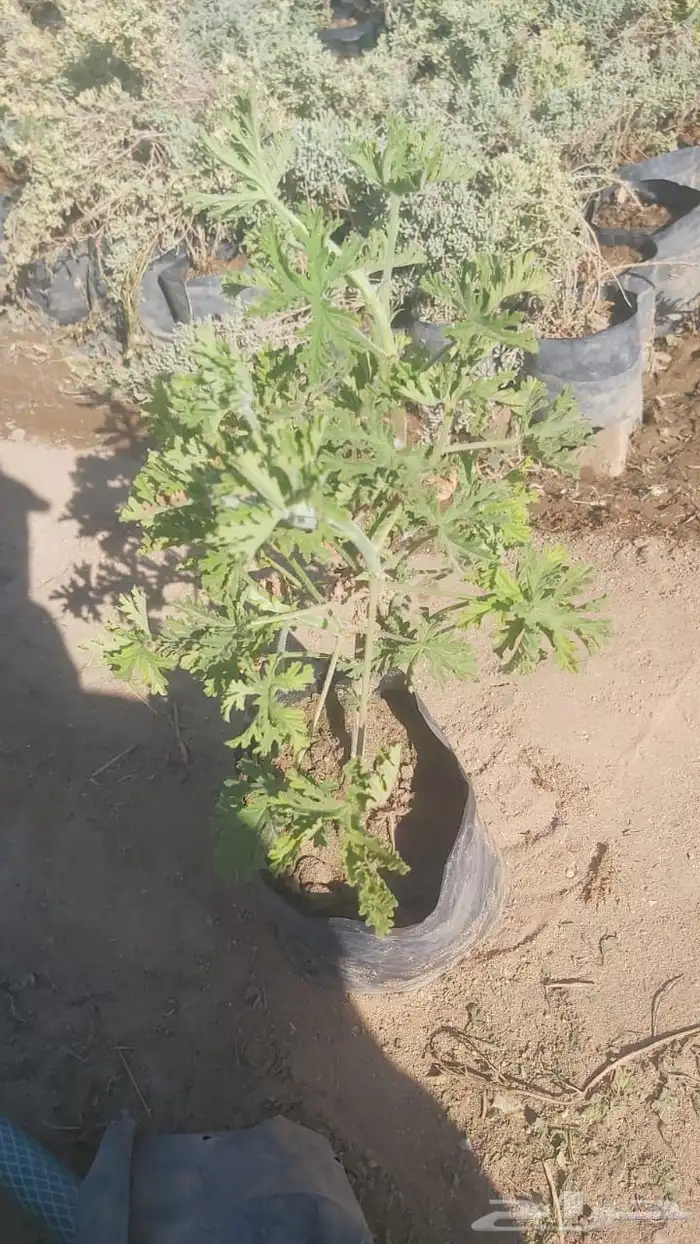 عطره تركي مراكن 9 أكياس متوفر 6