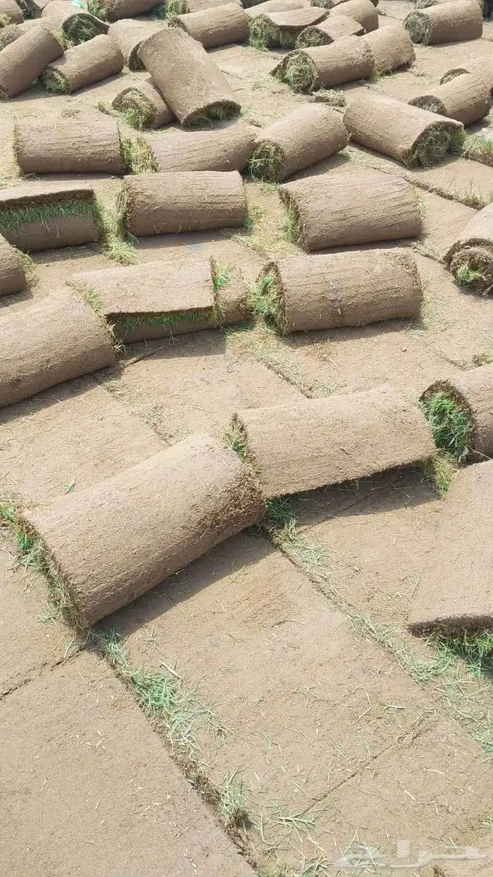 نجيل طبيعي 4