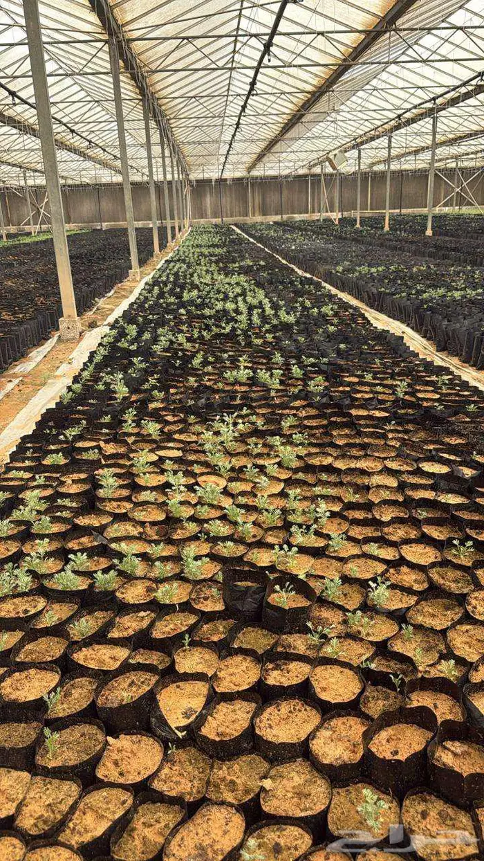 شتلات اشجار 4