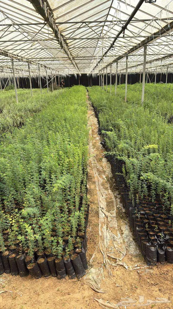 شتلات اشجار 5