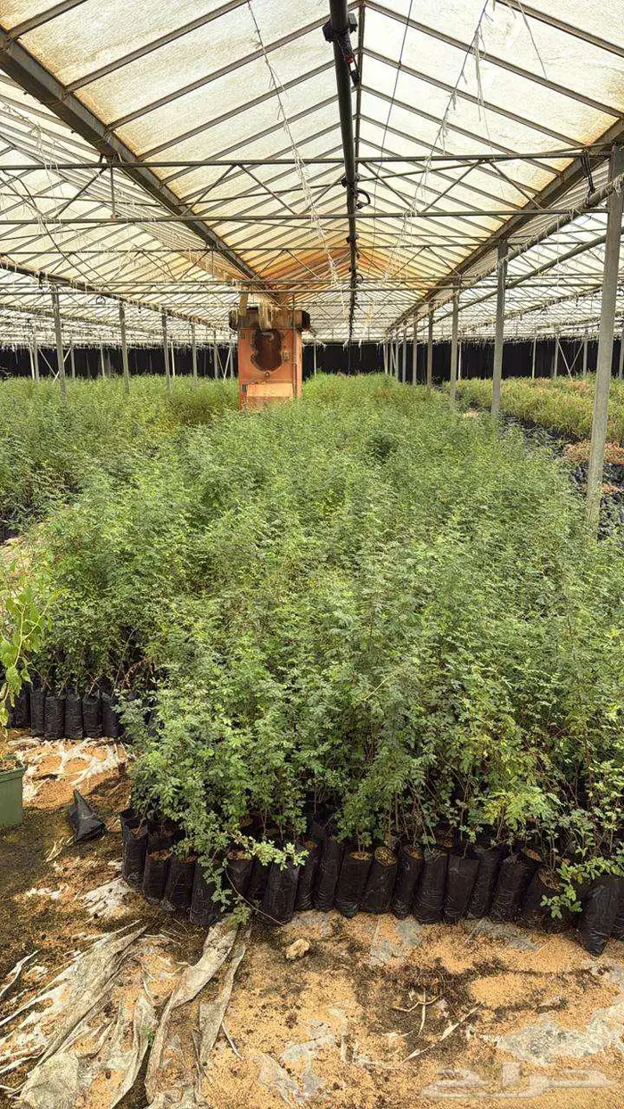 شتلات اشجار 2