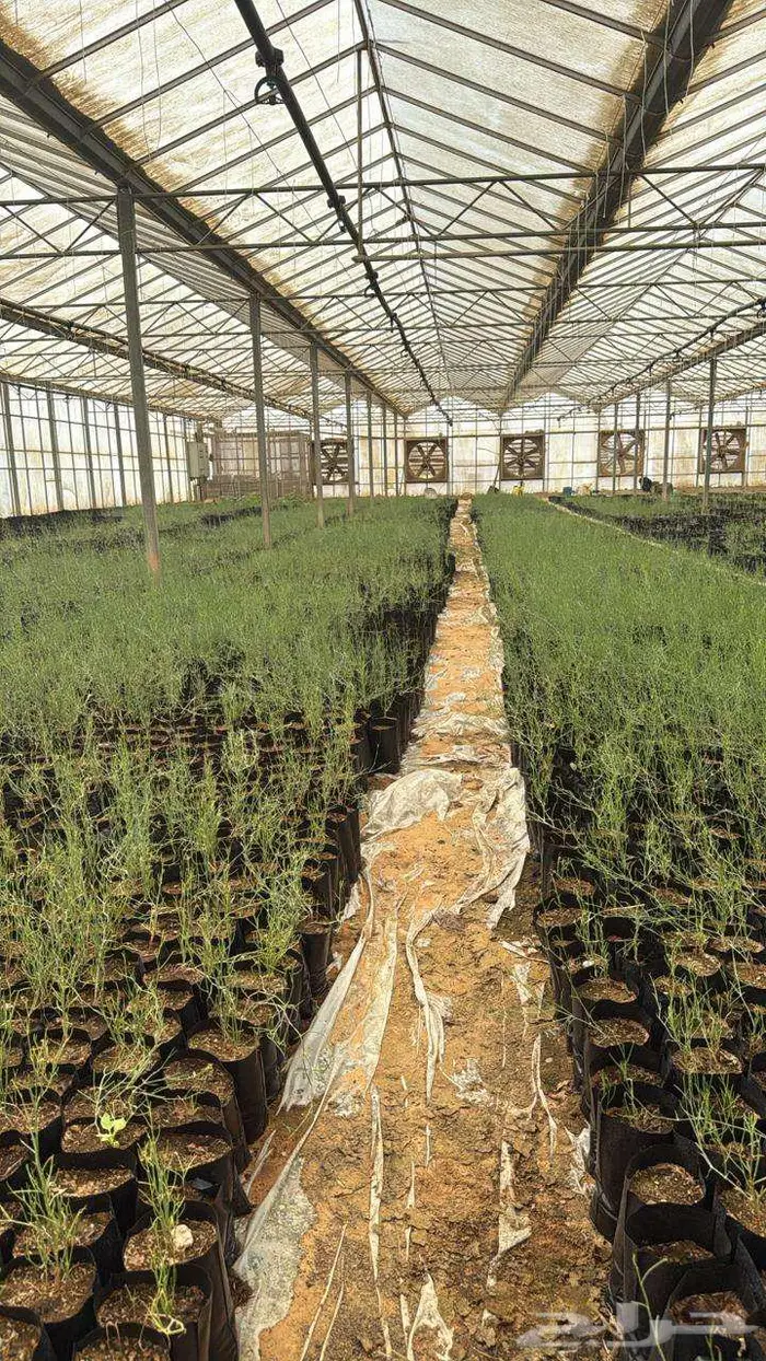 شتلات اشجار 3